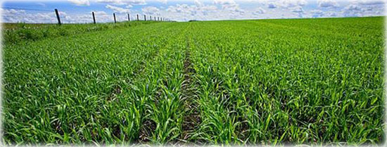 Integrity Ag Field Image